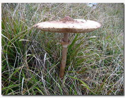  Image name: Mazza di Tamburo2.jpg 
 width: 440 pixel 
 height: 344 pixel 
 Size: 88812 bytes 
 Click to enlarge 